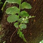 Asplenium barteri Hoja