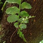 Asplenium barteri