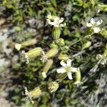 Silene douglasii Hábito