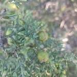 Juniperus phoenicea Fruit