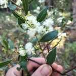 Acacia myrtifolia Листок