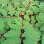 Toona sinensis Ліст