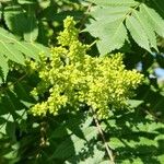 Rhus glabra Flors