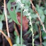 Petiveria alliacea Flower