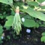 Magnolia sieboldii Fruit