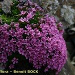 Androsace ciliata Flower