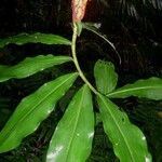 Costus pulverulentus ᱮᱴᱟᱜ