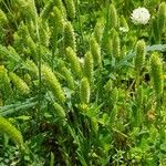 Rostraria cristata Habit