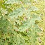 Solanum sisymbriifolium Leaf