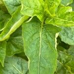 Mirabilis longiflora Leaf