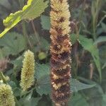 Agastache rugosa Frucht