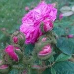 Rosa centifolia Flor