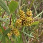 Myrica gale Vrucht