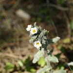 Alkanna corcyrensis Flower