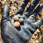 Carya cordiformis Fruit