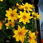 Bidens ferulifolia Virág