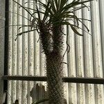 Pachypodium geayi Φλοιός