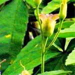 Distimake quinquefolius Flower