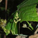 Ampelocissus latifolia Агульны выгляд