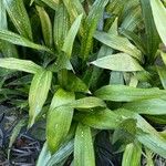 Aspidistra lurida List