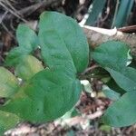 Gnetum africanum Leaf