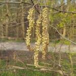 Alnus glutinosaFruto