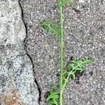 Crepis biennis Blüte