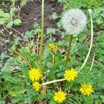 Taraxacum erythrospermum 形态