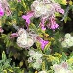 Teucrium marum 花