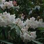 Rhododendron morii Blüte