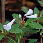 Rhododendron vidalii Bloem