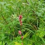 Persicaria maculosaЦвят