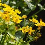 Ranunculus thora Flower