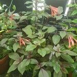 Fuchsia triphylla Habit