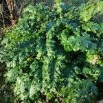 Acanthus mollis L.Feuille