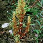 Rumex maritimus Egyéb