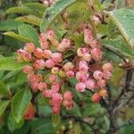 Viburnum nudum Φρούτο