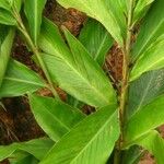 Alpinia purpurata Leaf