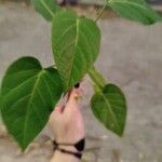 Passiflora ligularis Leaf