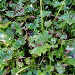 Begonia obliqua Folla