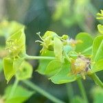 Euphorbia esula Λουλούδι