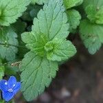 Veronica chamaedrys Leaf