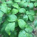 Staphylea bumalda Leaf