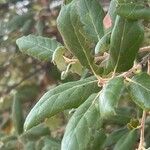 Quercus suber Leaf