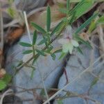 Lathyrus saxatilis 葉
