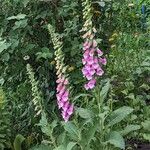 Digitalis purpureaFlower