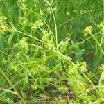 Valerianella eriocarpa Flower