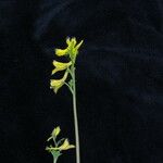 Corydalis caseana 形态