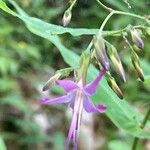 Prenanthes purpurea Flor