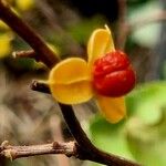 Celastrus orbiculatus Fruit